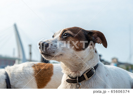 動物 動物学 台北 65606374