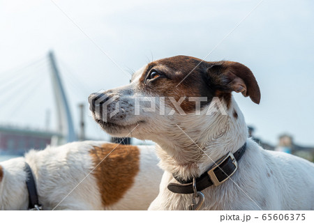 動物 動物学 背景 65606375