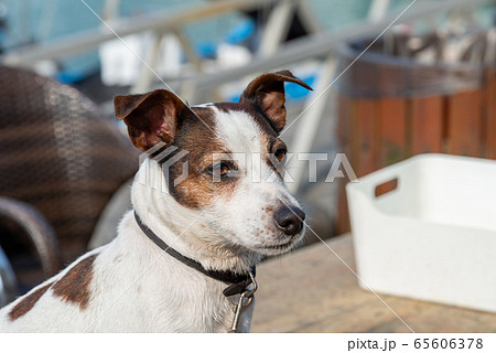 動物 動物学 台北 65606378