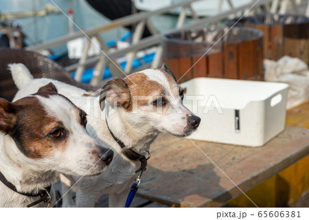 動物 動物学 台北 65606381