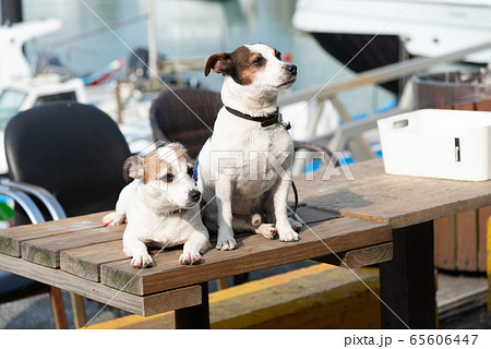 動物 動物学 台北 65606447