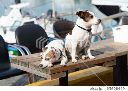 動物 動物学 背景 65606449