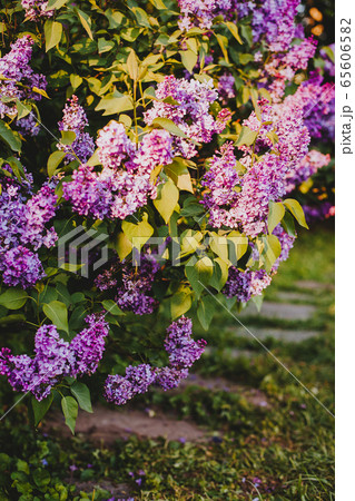 Purple lilac blossoms blooming in springtime Purple lilac blossoms blooming in springtime 65606582