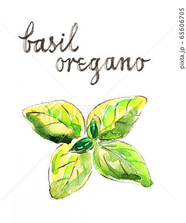Watercolor green basil 65606705