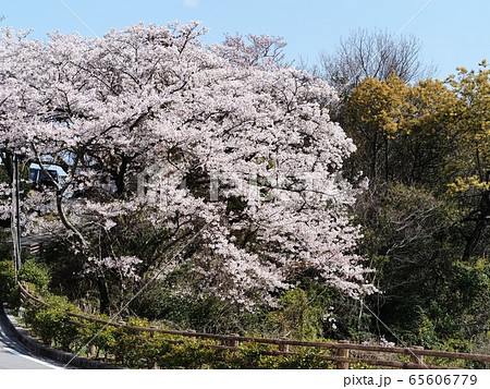 春の万葉岬　サクラ咲く岬の風景 65606779