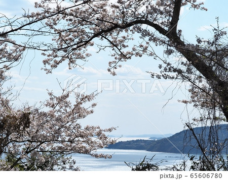 春の万葉岬　サクラ咲く岬の風景 65606780