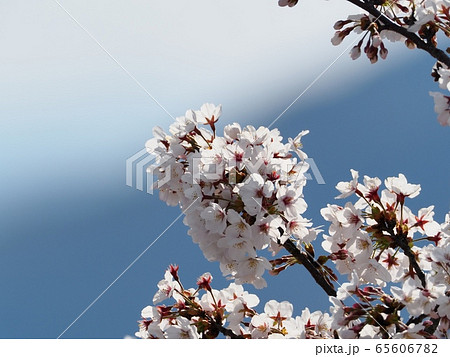 サクラの花　サクラ　ソメイヨシノ　 65606782