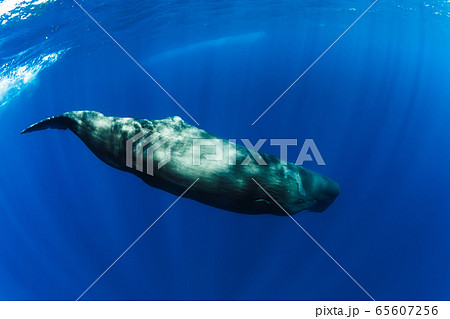 Sperm whales swimming underwater in blue ocean near Mauritius. 65607256
