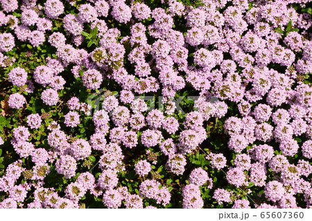 ヒメソバツルの花々 ヒメソバツルの花々 65607360