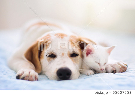 kittens and puppies sleeping together