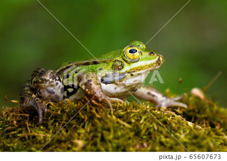 Small edible frog with green skin and big yellow eye in summer nature Small edible frog with green skin and big yellow eye in summer nature 65607673