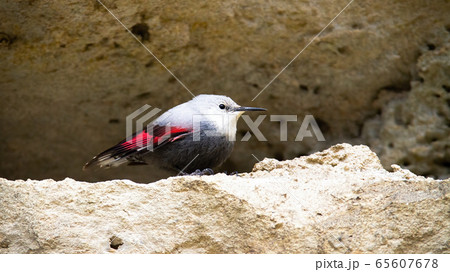 Rare wallcreeper with grey and red plumage sitting in ridge of mountain wall 65607678