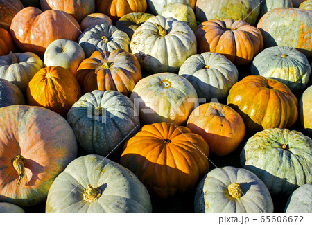 Diverse assortment of pumpkins on a wooden background. Autumn harvest. Toned 65608672