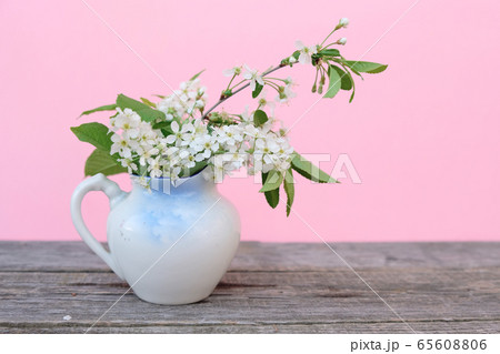 cherry blossoms spring flower on pink background cherry blossoms spring flower on pink background 65608806