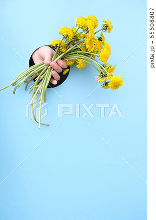Bouquet of yellow dandelions flowers on blue 65608807