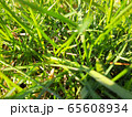 Green grass spring background close up 65608934