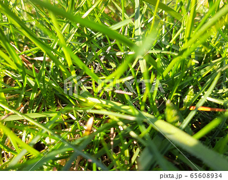 Green grass spring background close up 65608934