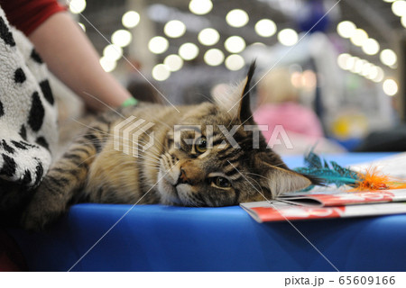 cat show in Moscow. cat show in Moscow. 65609166