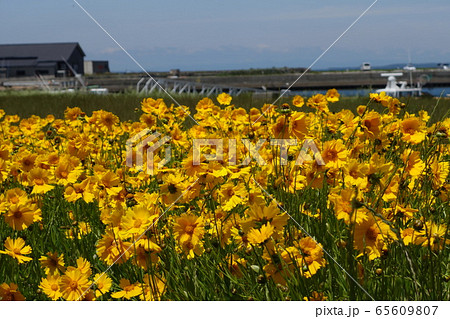 オオキンケイギク満開 65609807