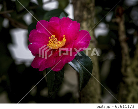 椿の花の写真素材