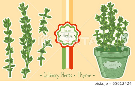 Food and culinary herb Thyme 65612424
