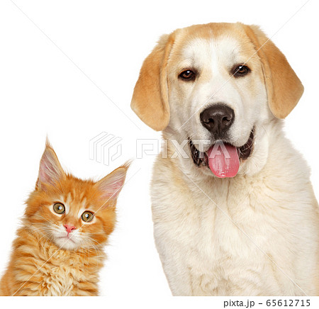 Kitten and puppy together, isolated Kitten and puppy together, isolated 65612715