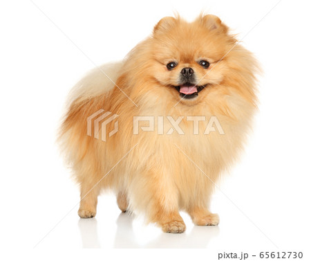 Happy Pomeranian on a white background 65612730