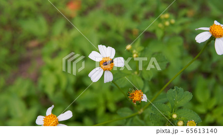 Honey bees pollinating on flower in the garden. Honey bees pollinating on flower in the garden. 65613140