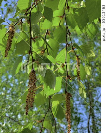 A branch of the blossoming birch in the spring in 65613463