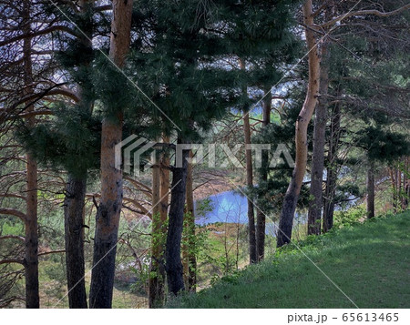View from behind the trunks of pines on the river 65613465