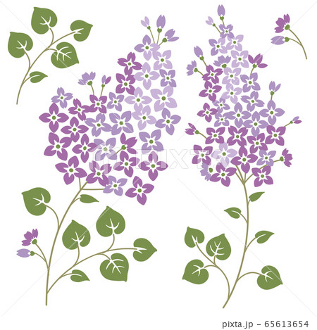 Lilac flowers. Isolated on a white backgorund 65613654