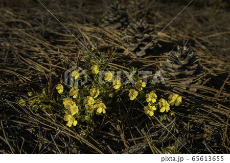 Eranthis hyemalis. Spring flowers. Cones in the forest. 65613655
