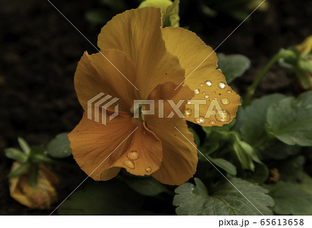 Viola tricolor with orange petals. Colorful garden pansy blossoms. 65613658