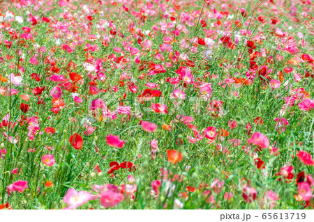 ひなげし　一面のひなげし畑　【愛知県】 65613719