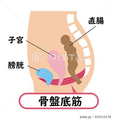 骨盤底筋の図解イラスト 65614376