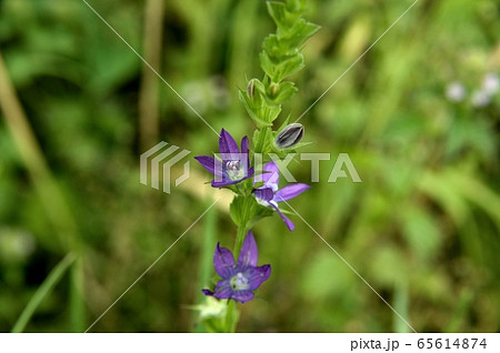 キキョウソウの花 65614874