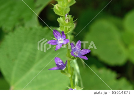 キキョウソウの花 65614875