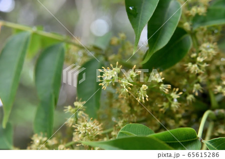 ハゼの花 65615286