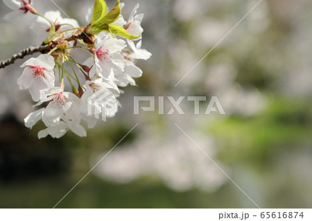 満開の桜 満開の桜 65616874