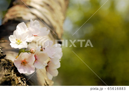 満開の桜 満開の桜 65616883