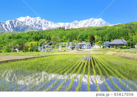 新行高原の水田と北アルプス 65617056