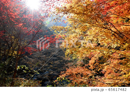 光を浴びる紅葉 65617482