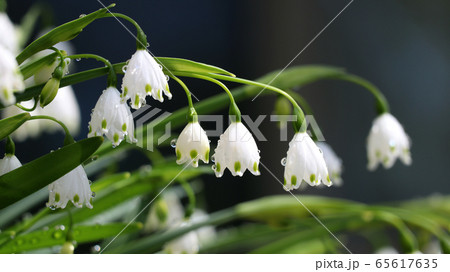 スズラン水仙 65617635
