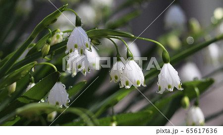 スズラン水仙 65617636