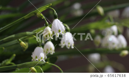 スズラン水仙 65617638