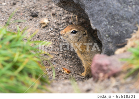 Curious but cautious wild animal Arctic ground squirrel peeps out of hole under stone and looking around so as not to fall into jaws of predatory beasts 65618201