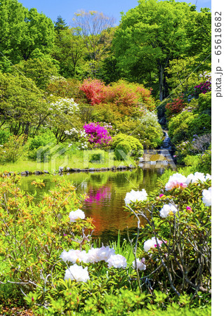 池に映る花々（縦） 65618682