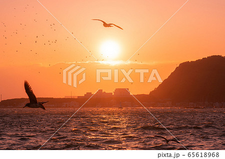 西伊豆の夕日と海鳥（静岡県） 65618968