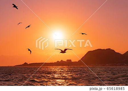 西伊豆の夕日と海鳥(静岡県) 西伊豆の夕日と海鳥(静岡県) 65618985