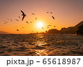 西伊豆の夕日と海鳥（静岡県） 65618987